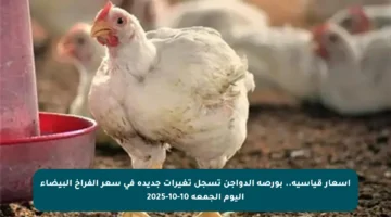 أسعار قياسية.. بورصة الدواجن تسجل تغيرات جديدة في سعر الفراخ البيضاء اليوم الجمعة 10-10-2025